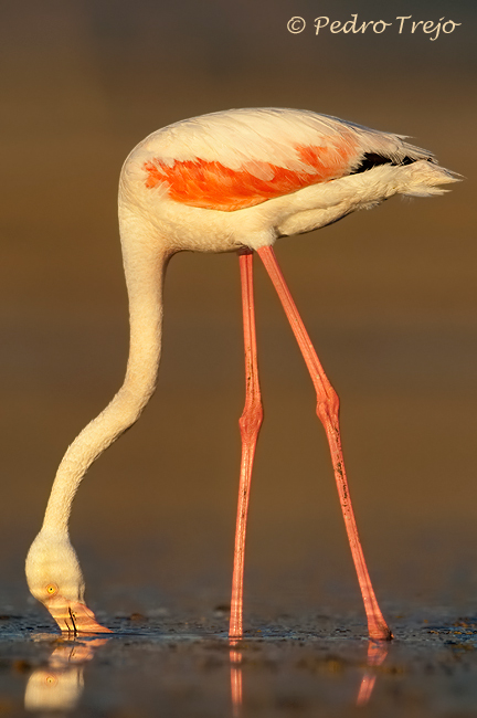 Flamenco (Phoenicopterus ruber)